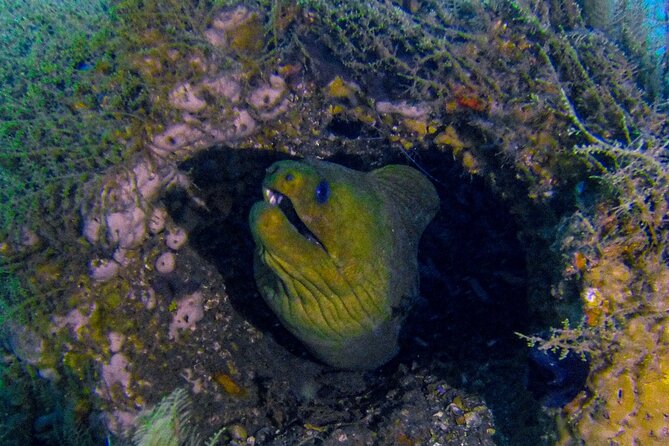 Miami Guided 2-Tank Scuba Diving: South Florida’s Reefs & Wrecks - A small group with close guide attention