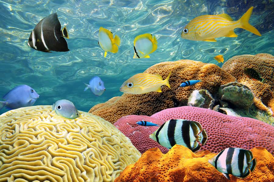 Miami: Key West Day Trip with pickup and boating options - Pickup, language, and cancellation details