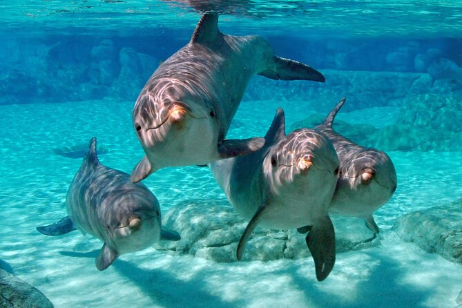 MIAMI: Key West Day Trip with Snorkel or Glassbottom Boat - Who will enjoy this Key West day trip?