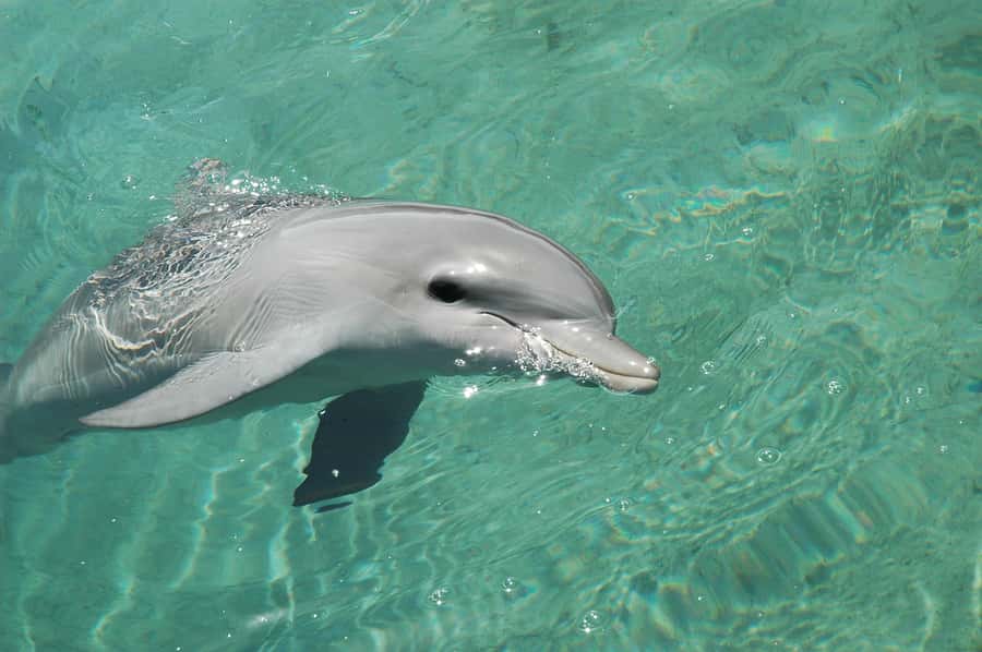 Miami: Key West Dolphin Watch or Snorkel Boat with pickup - What the $63 price really covers