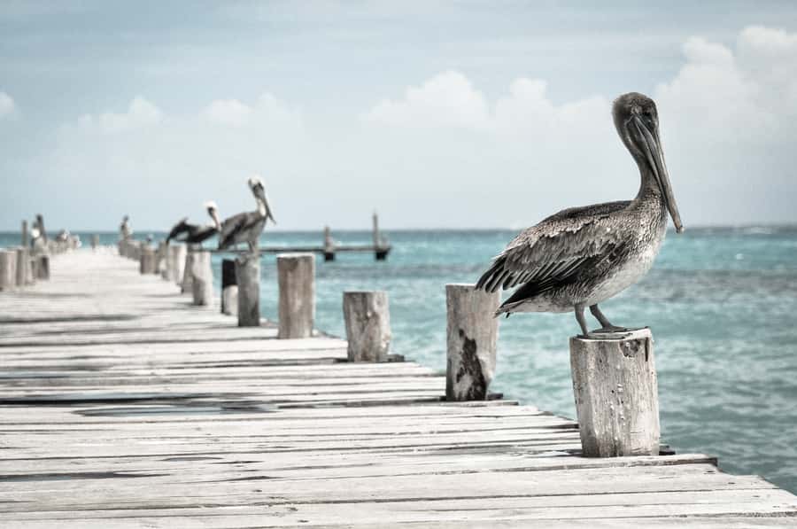 Miami: Key West Dolphin Watch or Snorkel Boat with pickup - Timing, meeting points, and small details that matter
