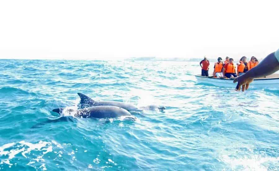 Miami: Key West Dolphin Watch or Snorkel Boat with pickup - Who will enjoy this day trip most