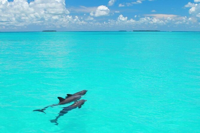 MIAMI: Key West Dolphin Watch Tour - Booking details that can save your day