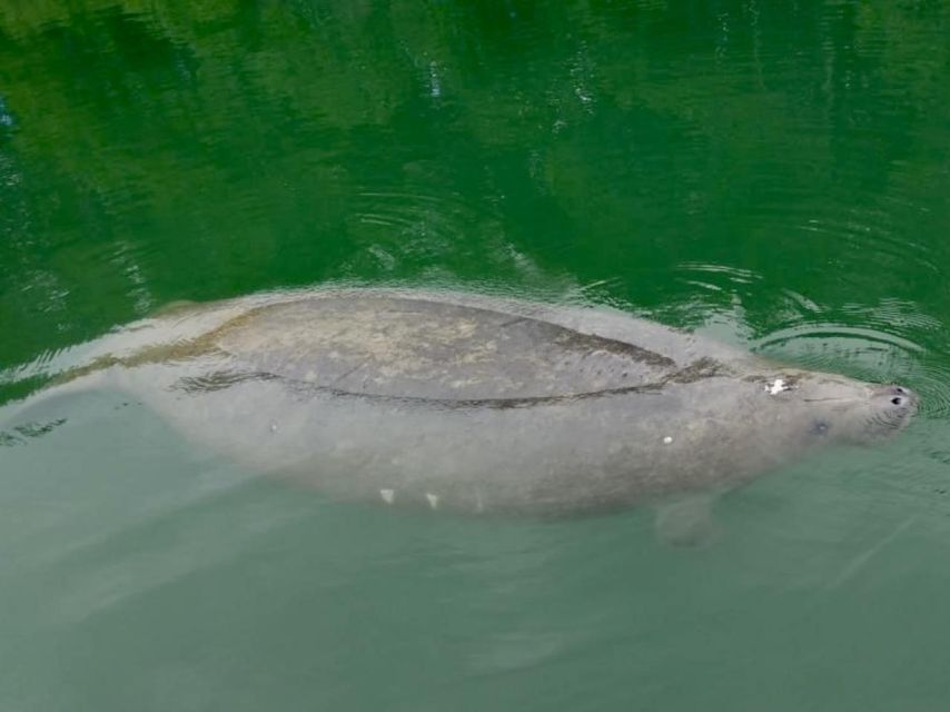 Miami: Manatee Season Paddleboard or Kayak Tour - What this Virginia Key paddle is really like