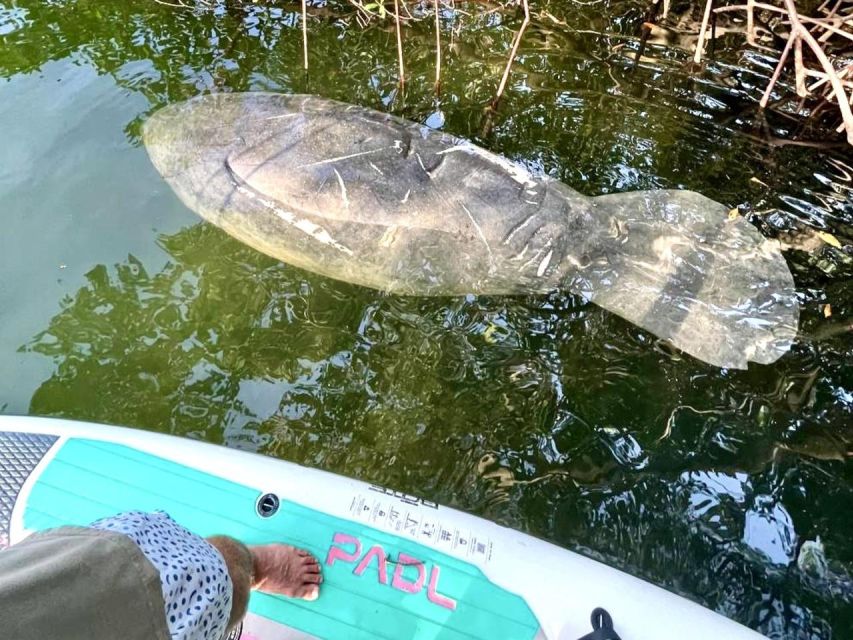 Miami: Manatee Season Paddleboard or Kayak Tour - Atlantic coast views and the value of a two-hour outing