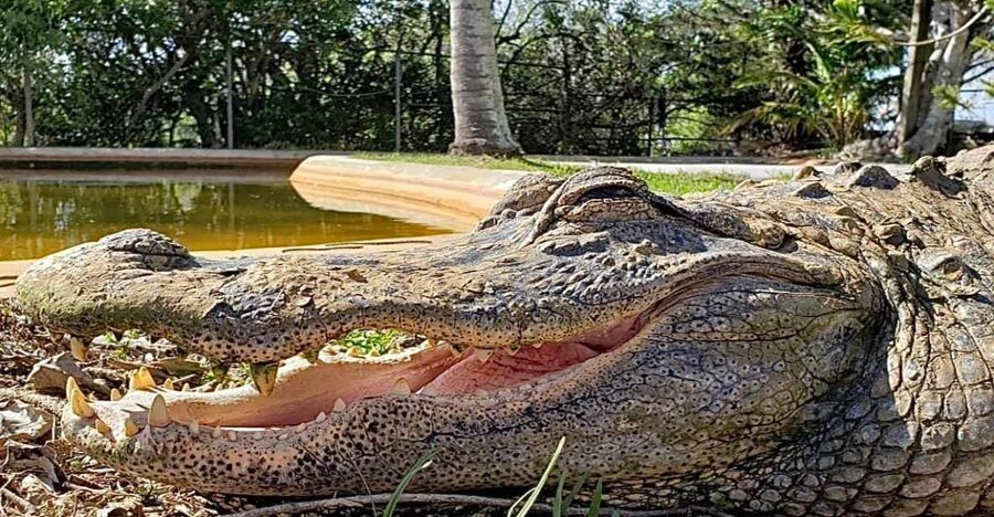 Miami: Original Everglades Airboat Tour & Interpretive area - Timing, comfort, and practical details