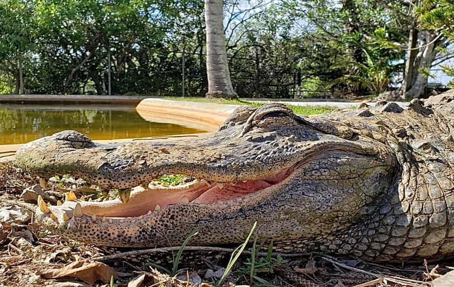 Miami: Original Everglades Airboat Tour & Interpretive area - Jojo and the interpretive area