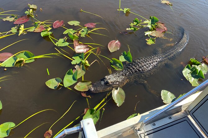 Miami / Port: Everglades Airboat Wildlife Experience - The wildlife presentation and the guides