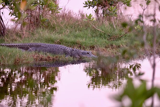 Miami / Port: Everglades Airboat Wildlife Experience - Is the $69.30 price good value?