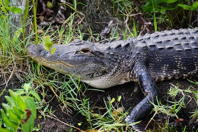 Miami / Port: Everglades Airboat Wildlife Experience - The pickup issue you should take seriously
