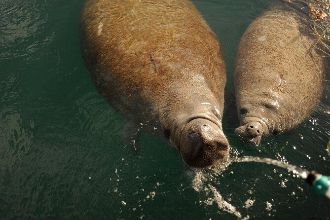 Miami Small Group Boat Tour: History, Wildlife, and Stiltsville - Venetian Islands, Star Island, and Fisher Island