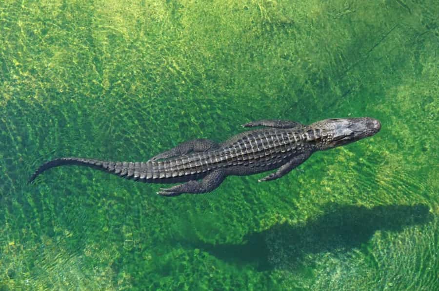Miami: Small Group Tour w/Everglades, Little Havana & Cruise - What the seven-hour schedule really gives you