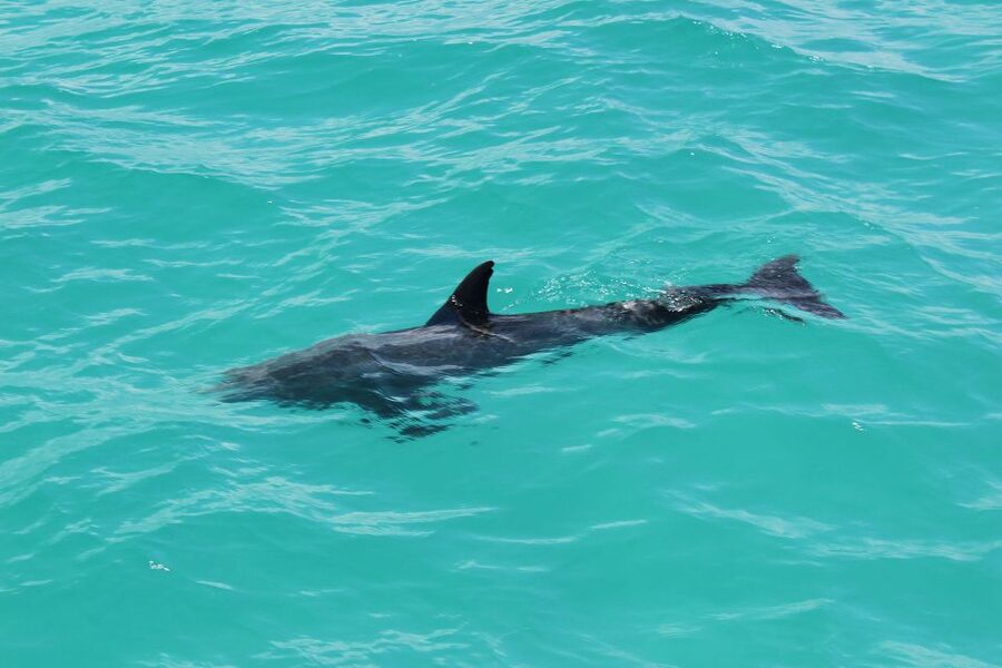 Miami to Key West Shuttle: Dolphin, Snorkeling & More - Who will get the most from this trip