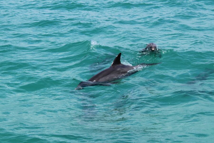 Miami to Key West Shuttle: Dolphin, Snorkeling & More - The Jet Ski option on Duval Street