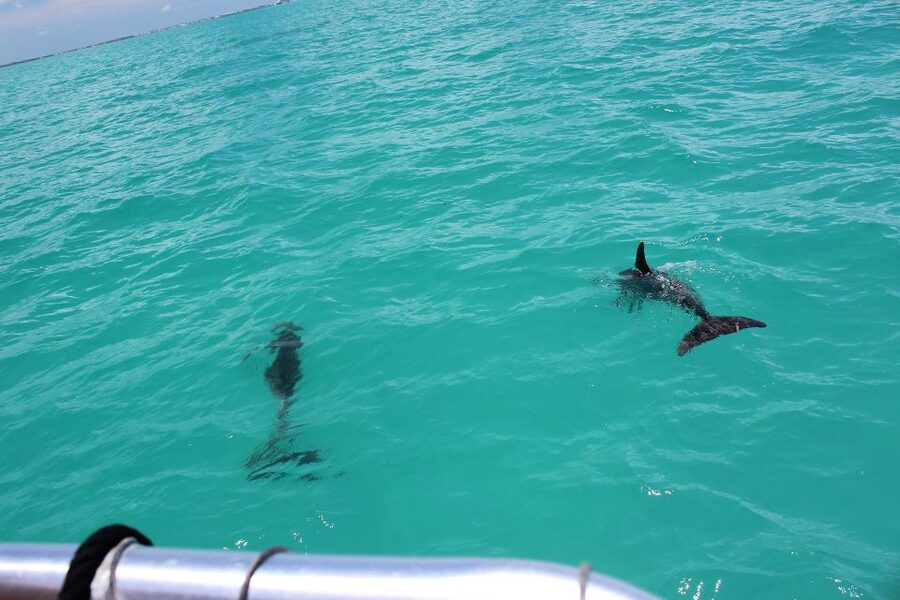 Miami to Key West Shuttle: Dolphin, Snorkeling & More - The coach ride through the Florida Keys
