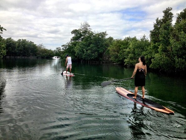Nature Stand Up Paddle Boarding Experience in Miami - At a Glance: Miami’s Mangroves by Paddleboard