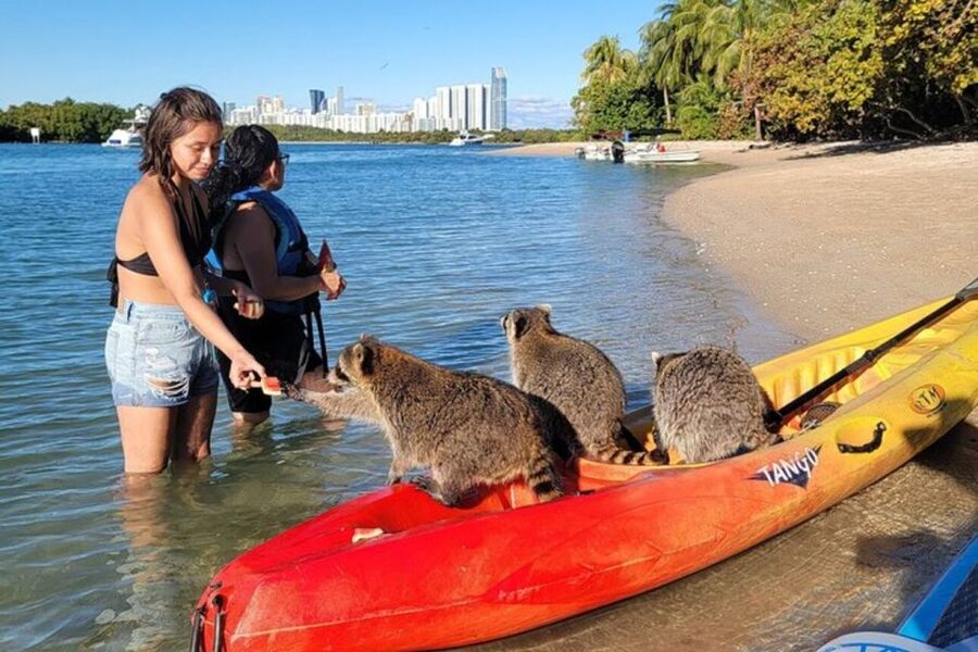 North Miami: Nature & Island Exploration on SUP/Kayak - Wildlife expectations: what you may and may not see