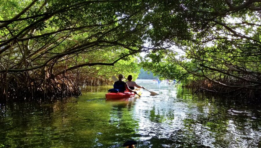 North Miami: Nature & Island Exploration on SUP/Kayak - Guide quality and the beginner experience