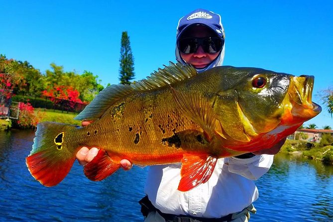 Peacock Bass Fishing Trips Near Miami Florida - Four hours across three private lakes