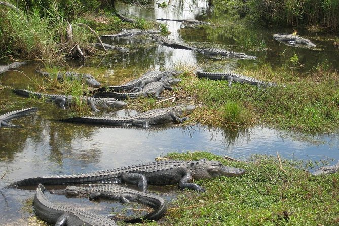 Private 4-hour Tour of Everglades from Miami Dade - Three hours inside Everglades National Park