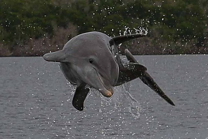 Private Everglades 10,000 Islands Photo and Birding Boat Safari - A private guide changes the photography experience