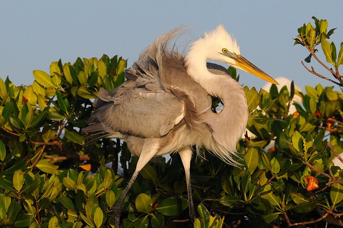 Private Everglades 10,000 Islands Photo and Birding Boat Safari - Practical planning from Chokoloskee