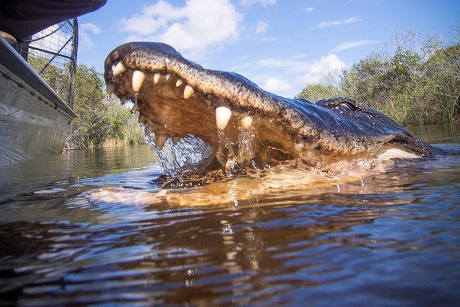 Private Everglades Airboat Tour with Pick up and Everglades Guide - About two hours around the park