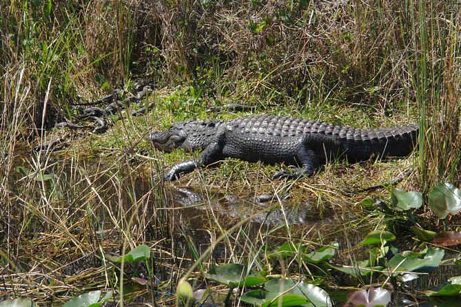 Private Everglades Airboat Tour with Pick up and Everglades Guide - The one-hour airboat ride