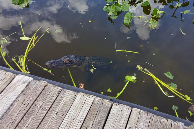 Private Everglades Airboat Tour with Pick up and Everglades Guide - Wildlife, islands, and the baby alligator show