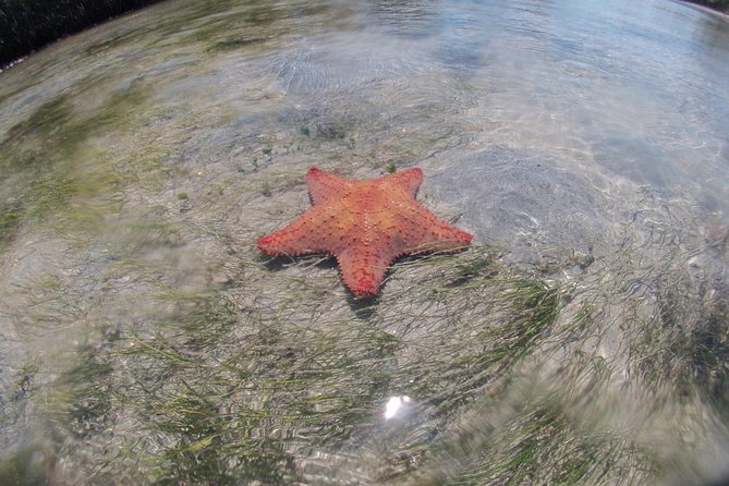 Private Guided Kayak or SUP Eco Adventure - Starting at Key Biscayne’s Rickenbacker Causeway