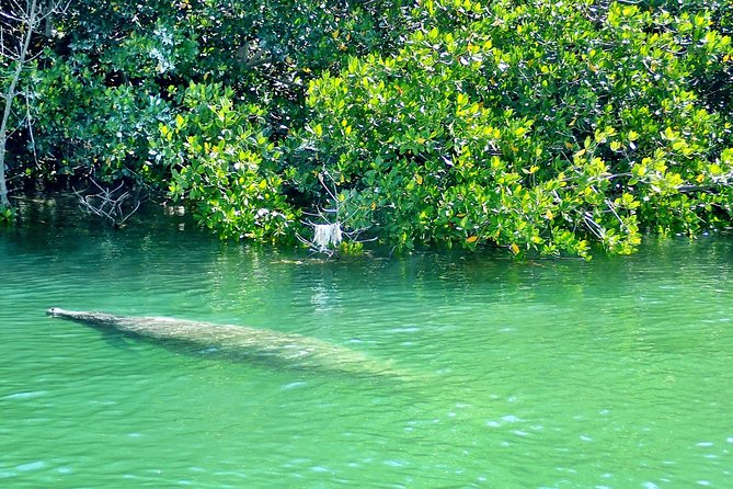 Private Guided Kayak or SUP Eco Adventure - What the naturalist guide adds