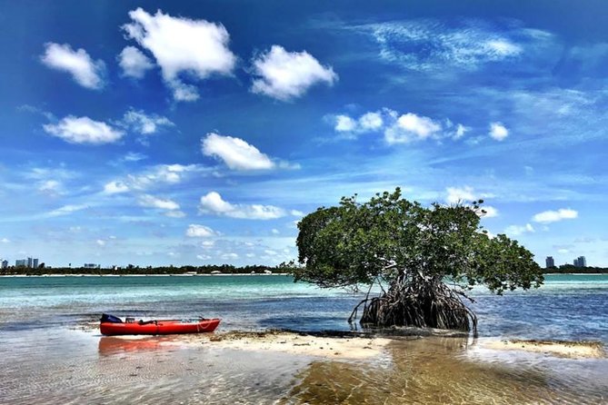 Private Guided Kayak or SUP Eco Adventure - Choosing between a kayak and a stand-up paddleboard