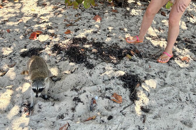 Raccoon Island Boat Tour - Indian Creek, Sanbar and Raccoons - Why the raccoons are only half the story