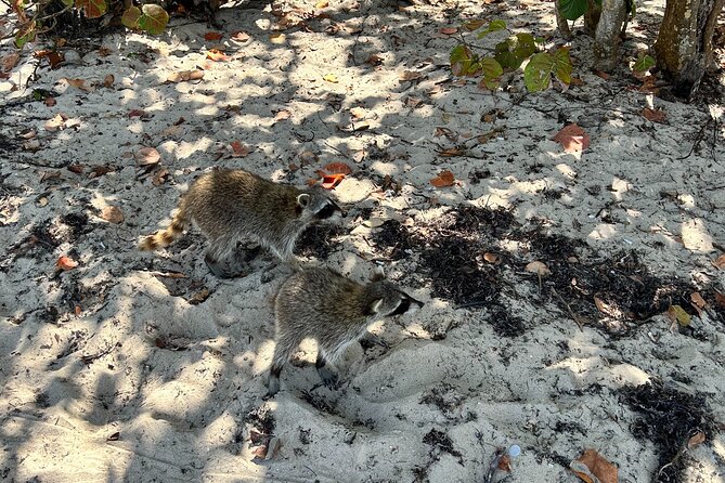 Raccoon Island Boat Tour - Indian Creek, Sanbar and Raccoons - Haulover Sandbar brings the boat day to life