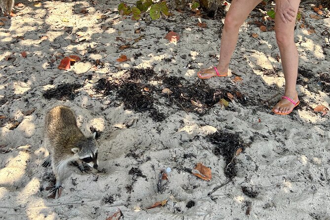 Raccoon Island Boat Tour - Indian Creek, Sanbar and Raccoons - A private boat makes the price easier to judge