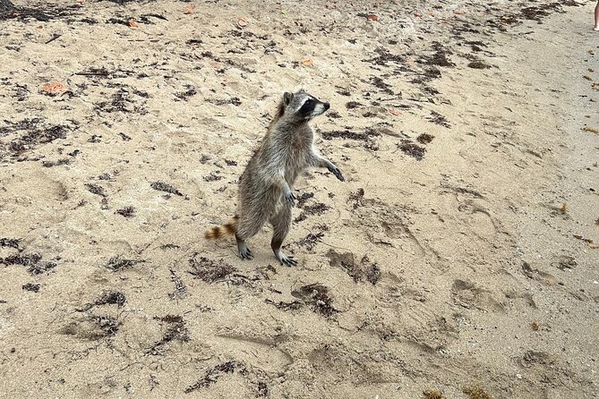 Raccoon Island Boat Tour - Indian Creek, Sanbar and Raccoons - Captains who shape the experience