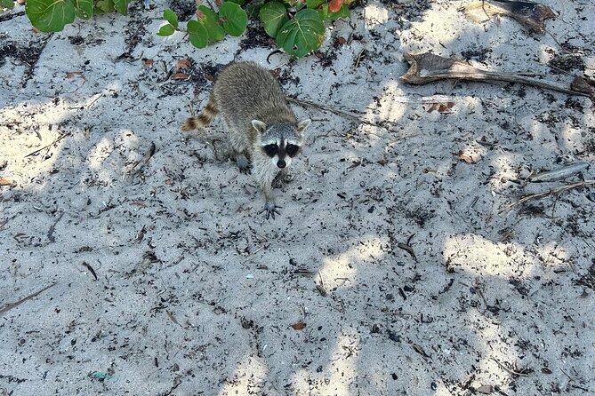 Raccoon Island Boat Tour - Indian Creek, Sanbar and Raccoons - Who will enjoy this Miami outing