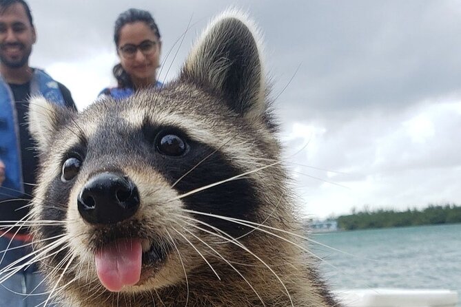 Raccoon Island Exploration on SUP/Kayak - The essential details at a glance