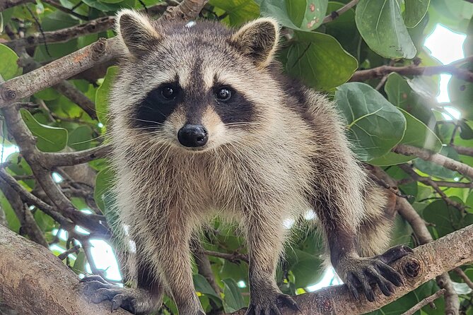 Raccoon Island Exploration on SUP/Kayak - Why Raccoon Island is such a curious Miami outing