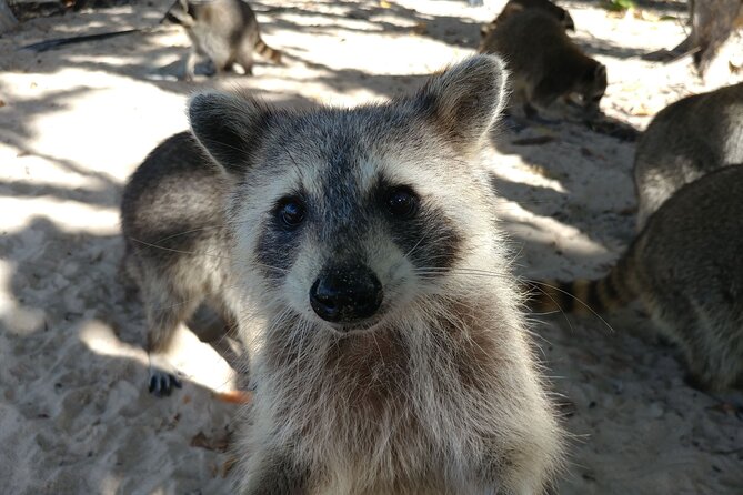 Raccoon Island Exploration on SUP/Kayak - Landing on Sandspur Island