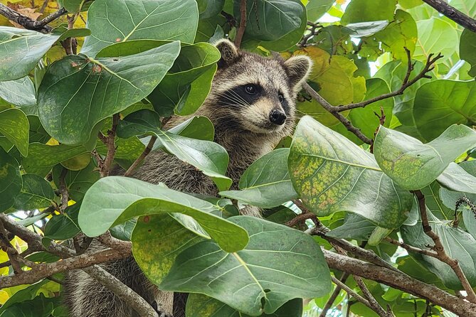 Raccoon Island Exploration on SUP/Kayak - Who will enjoy this tour most