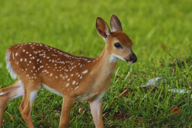 Self-Guided Audio Tour in Florida Keys - Big Pine Key and the endangered Key deer
