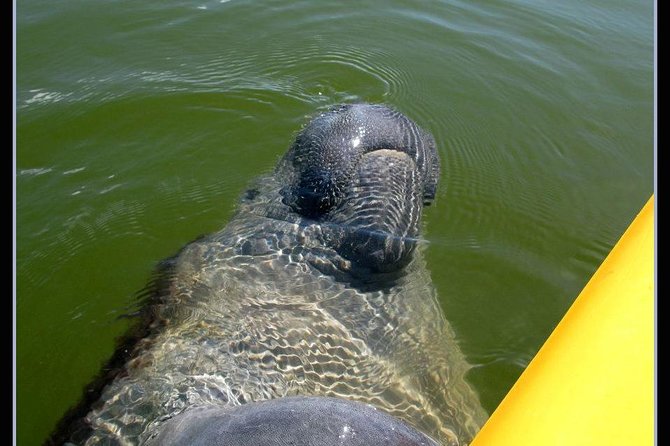 Small Group Boat, Kayak and Walking Guided Eco Tour Everglades - At a glance