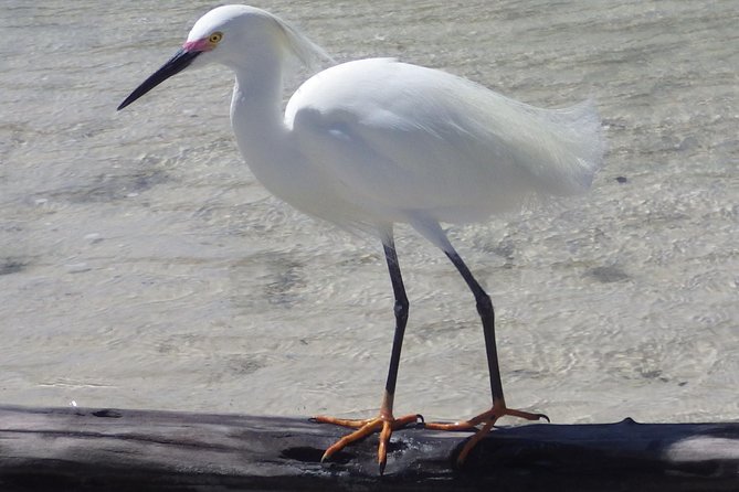 Small Group Boat, Kayak and Walking Guided Eco Tour Everglades - What you may see, and what you should not expect