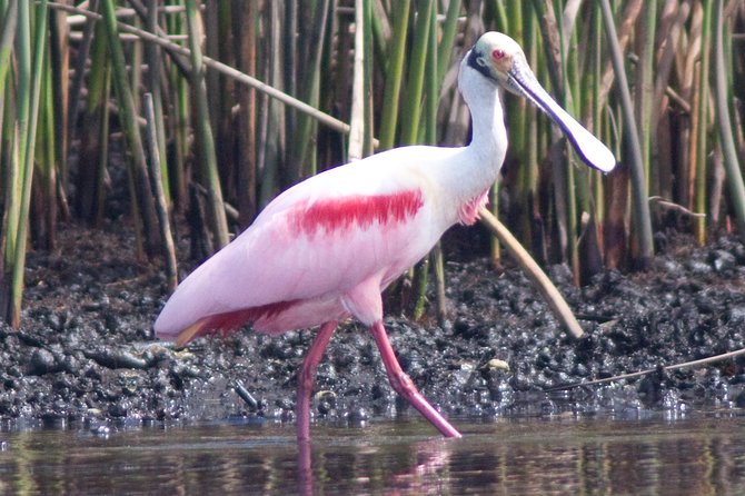 Small Group Boat, Kayak and Walking Guided Eco Tour Everglades - Physical effort, comfort, and practical limits