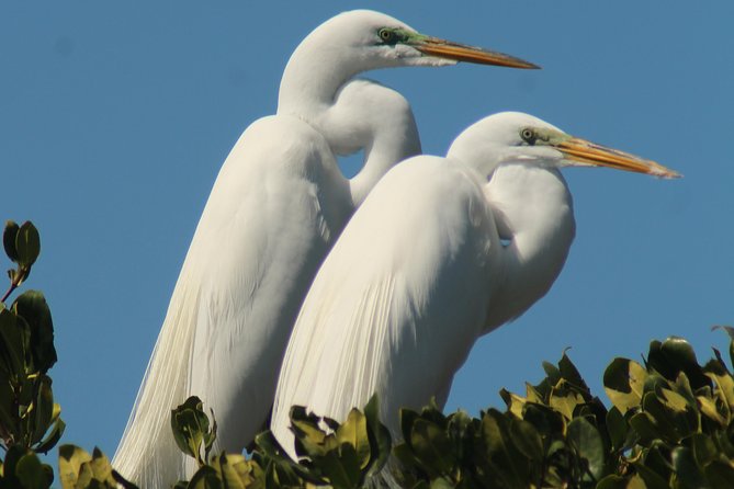 Small Group Boat, Kayak and Walking Guided Eco Tour Everglades - Is $199.95 a fair price?