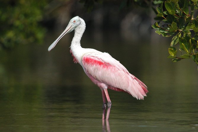 Small-Group Everglades Boating Kayaking and Walking Eco Tour - Key points to know before booking