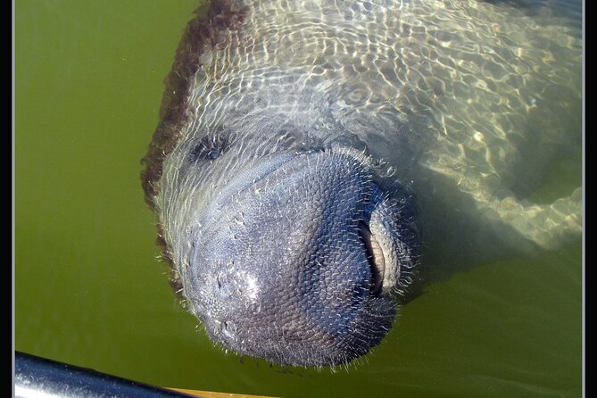 Small-Group Everglades Boating Kayaking and Walking Eco Tour - Walking a barrier island and reading the shoreline
