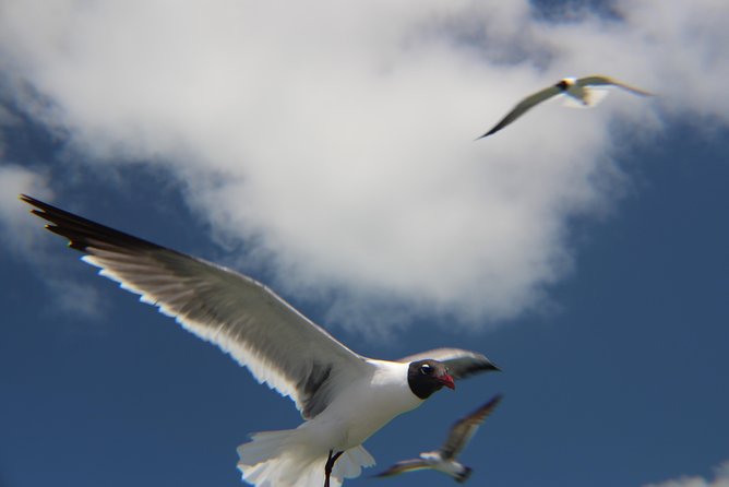 Small-group private Key West tour with expert guide - Is the $977.18 price good value?