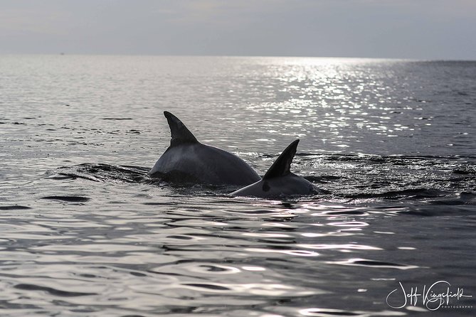 Two-Hour Everglades Dolphin, Manatee and Birding Boat Tour - What the guides add to the experience